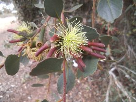 Eucalyptus platypus.JPG